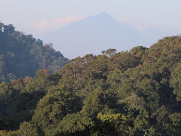 Uganda classic primate safari vacation