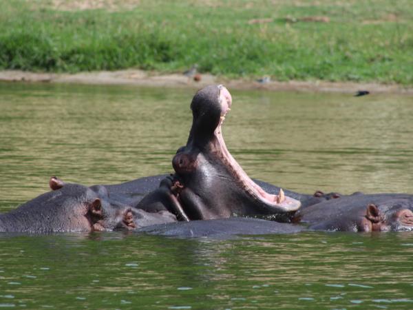 Uganda wildlife highlights vacation