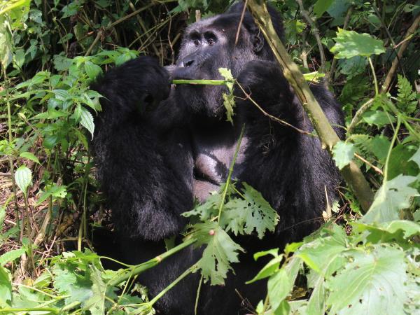 Uganda wildlife highlights vacation