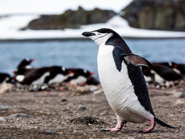 Classic Antarctica cruise & South Shetland Islands