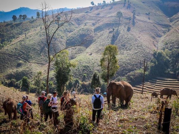 Volunteering with elephants in Thailand