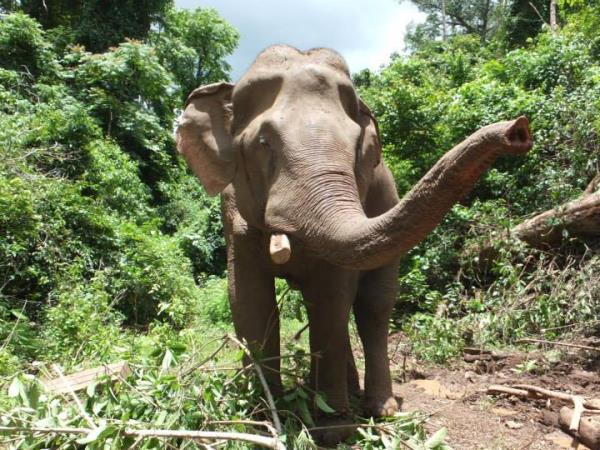 Volunteering with elephants in Thailand