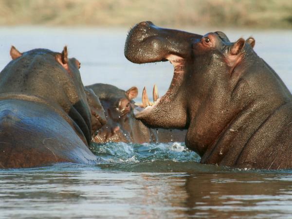 Namibia & Botswana safari adventure