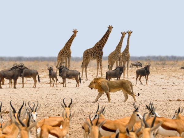 Namibia & Botswana safari adventure