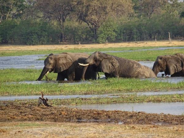 Namibia & Botswana safari adventure