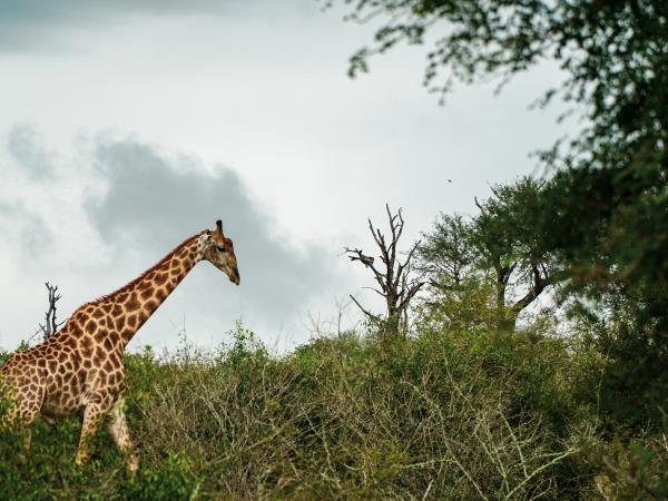 Sabi Sands and Kruger safari in South Africa