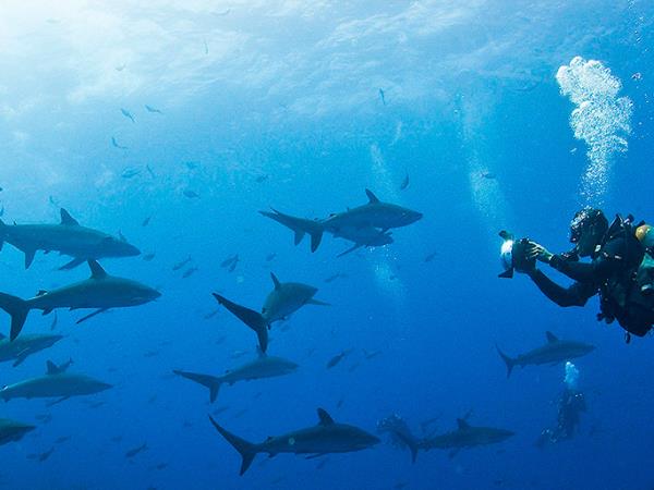Galapagos diving and Ecuador trekking vacation