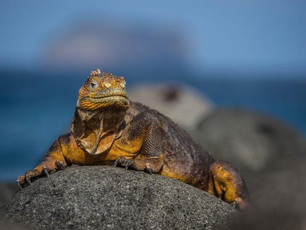 Galapagos diving and Ecuador trekking vacation