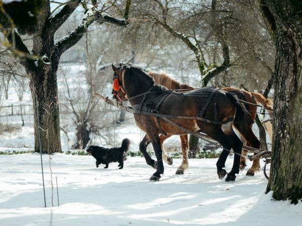 Christmas week in Transylvania vacation