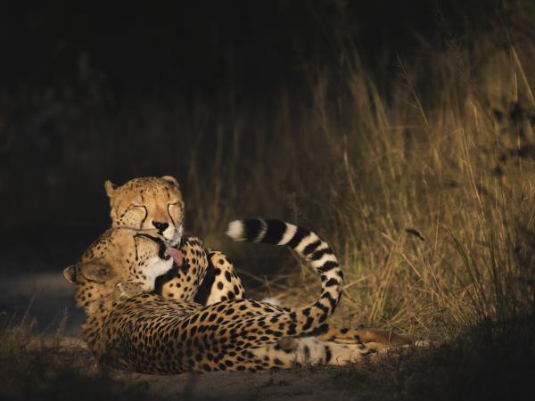 Wildlife photography holiday in Zimbabwe