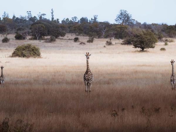 Wildlife photography holiday in Zimbabwe