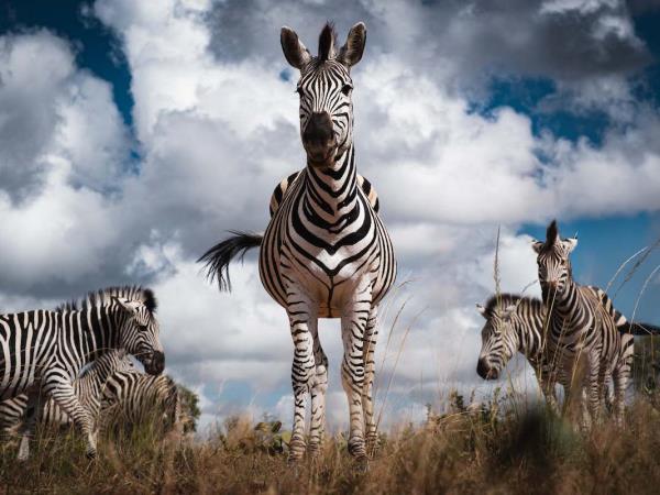 Wildlife photography holiday in Zimbabwe
