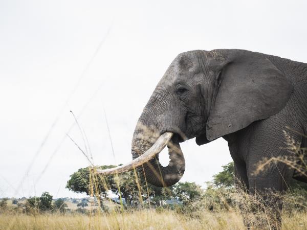 Wildlife photography holiday in Zimbabwe