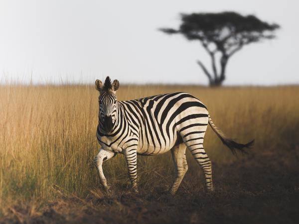 Wildlife photography holiday in Zimbabwe