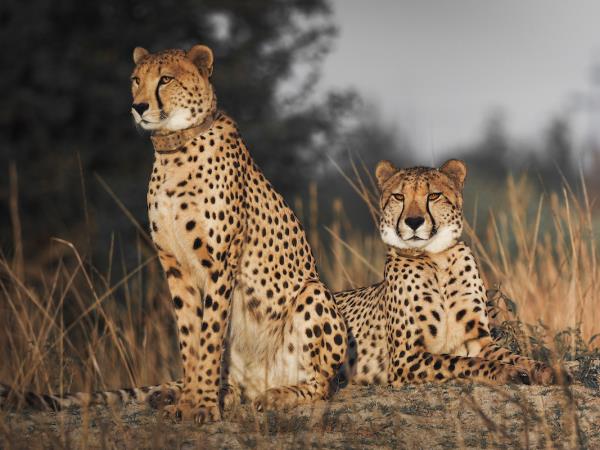 Wildlife photography holiday in Zimbabwe