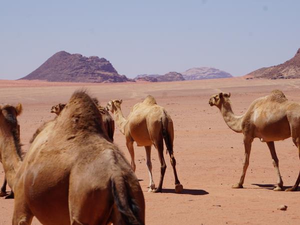 Petra to Wadi Rum trek, 6 days