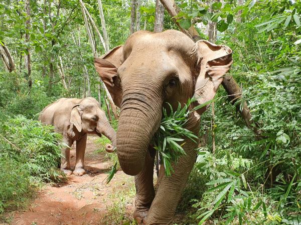 Thailand tailor made vacation, elephants, jungle & beach