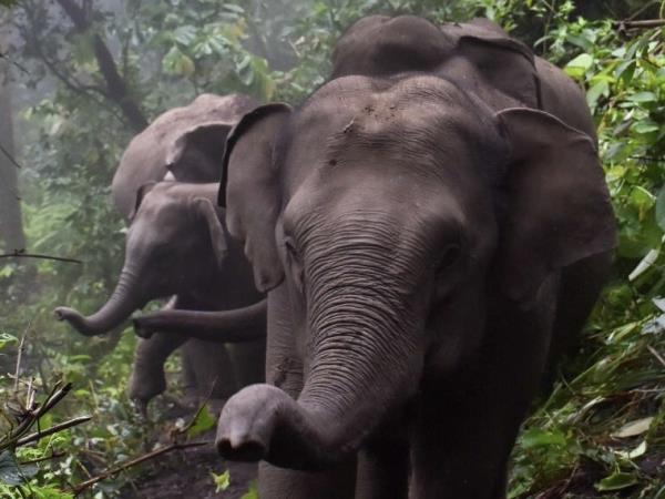 Thailand yoga & elephant vacation