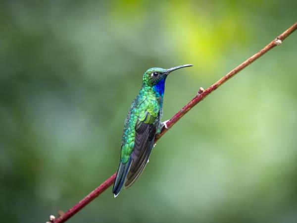 Bird watching vacation in Tobago