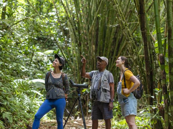 Bird watching vacation in Tobago