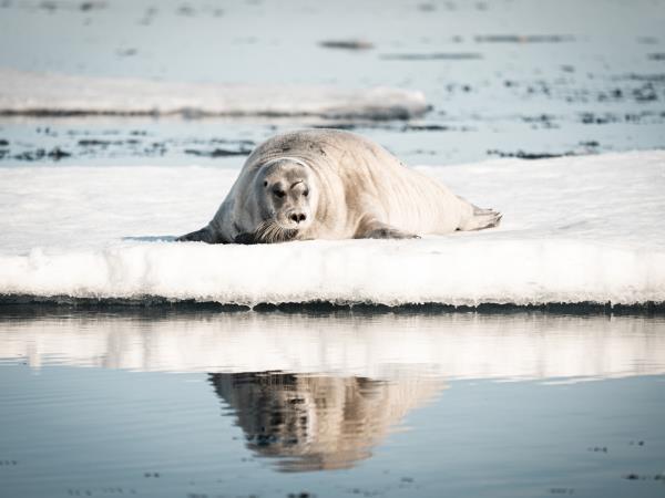 Svalbard expedition cruise vacation
