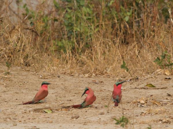 Angola safari vacation