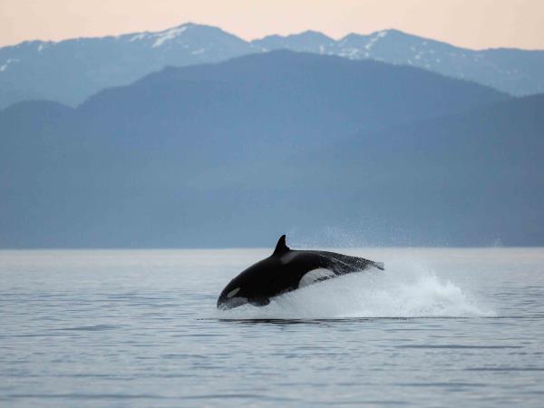 Prince William Sound small ship cruise,Alaska 