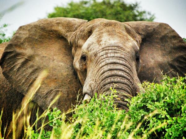 Uganda holiday, gorillas, chimps & game