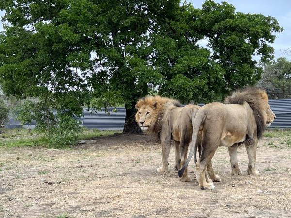 Volunteer with children & animals in South Africa