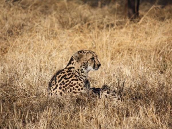 Volunteer with children & animals in South Africa