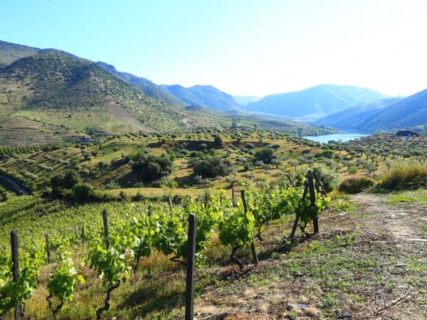 Self guided walking vacation in the Douro valley