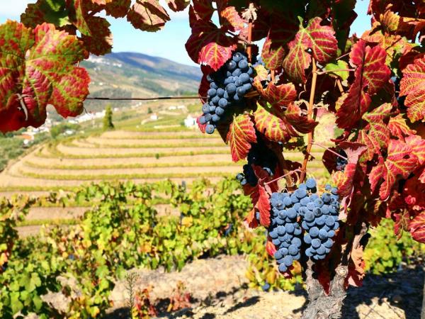 The Douro hiking tour in Portugal