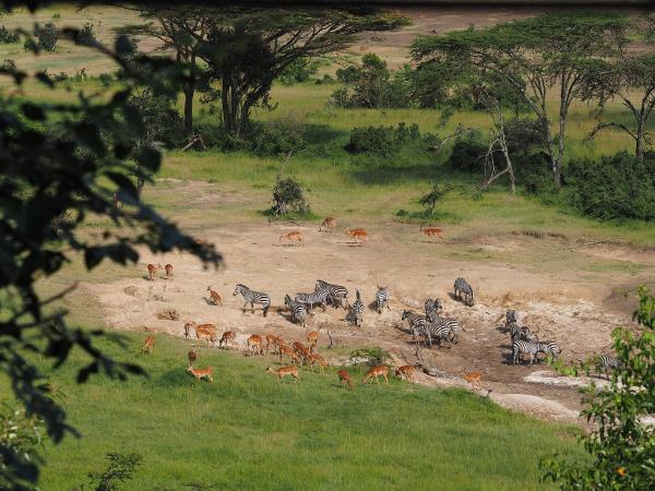 Kenya safari vacation, tailor made
