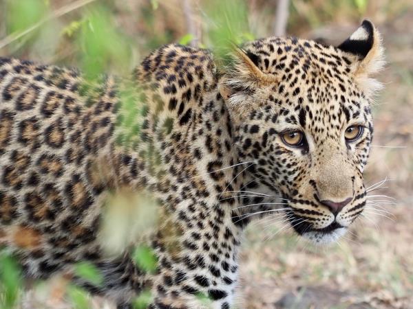 Kenya safari vacation, tailor made