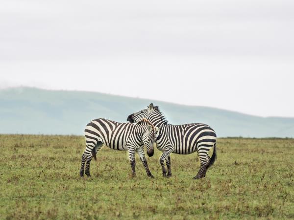 Family luxury camping safari in Kenya