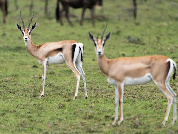 Mara Naboisho Conservancy safari camp