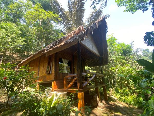 Sumatra orangutan experience, Indonesia
