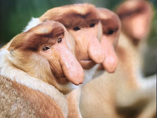 Orangutan expedition in Central Borneo