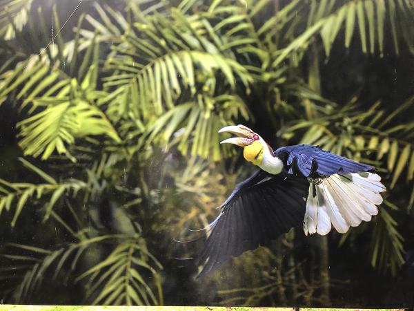 A Journey Among the Peoples of Central Borneo in Word and