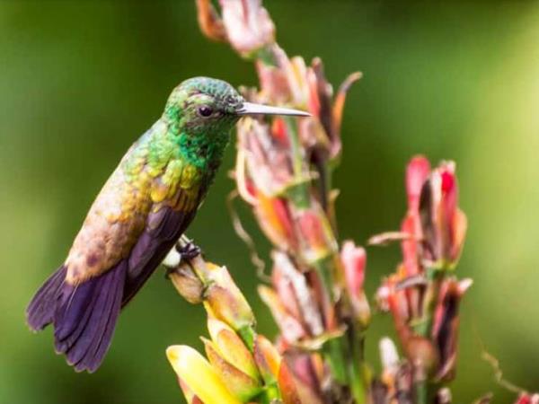 Trinidad & Tobago nature vacation