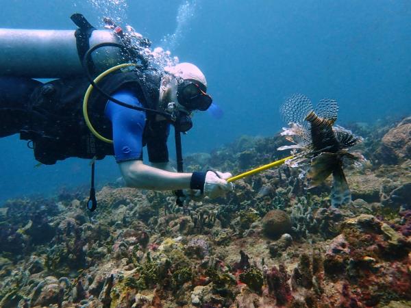 Caribbean coral reef conservation in Carriacou