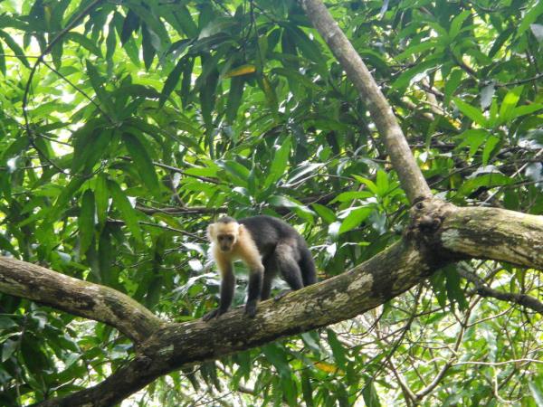 Costa Rica Wildlife tour, tailor made