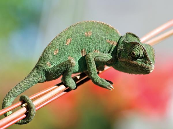 Madagascar birds and wildlife vacation