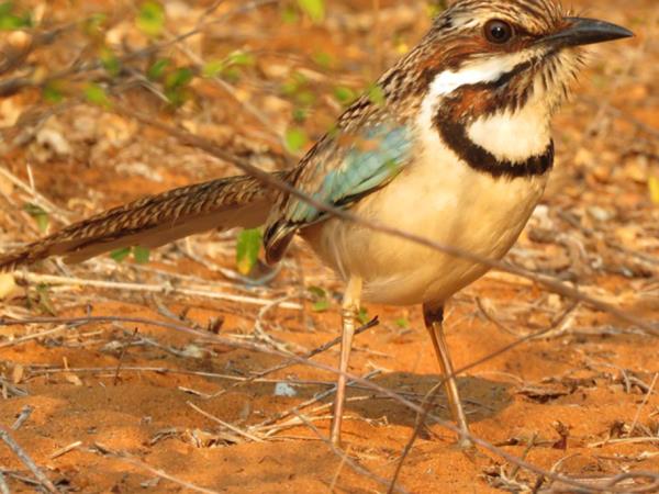 Madagascar birds and wildlife vacation