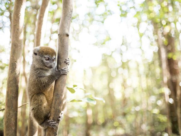 Madagascar birds and wildlife vacation