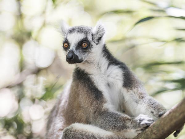 Madagascar birds and wildlife vacation