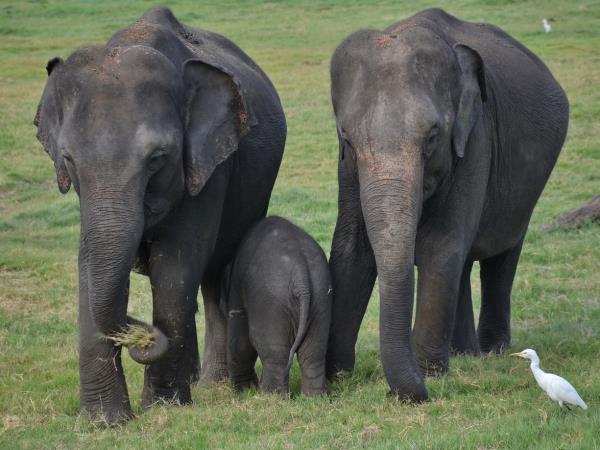 Family adventure vacation in Thailand