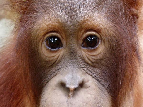 Borneo small group adventure holiday
