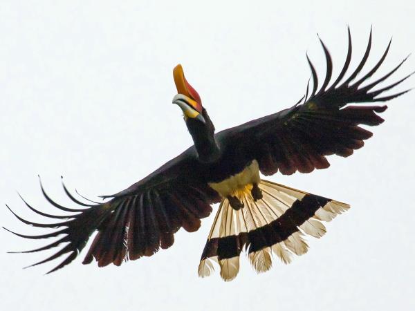 Borneo small group adventure holiday