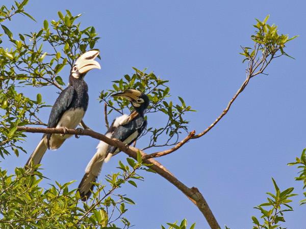 Borneo vacation, Land below the wind